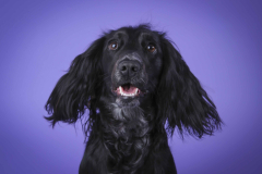 002-Pet-Photography-