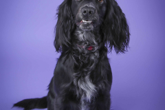 003-Pet-Photography-