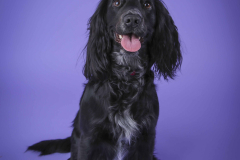004-Pet-Photography-
