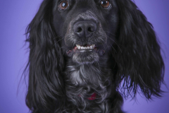 005-Pet-Photography-