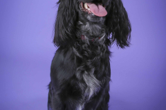 006-Pet-Photography-