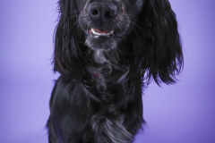 008-Pet-Photography-