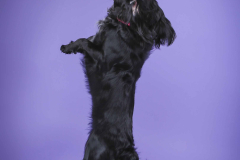 012-Pet-Photography-