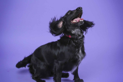 013-Pet-Photography-
