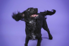 014-Pet-Photography-