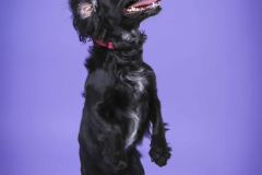 015-Pet-Photography-