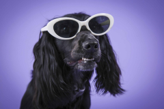 019-Pet-Photography-
