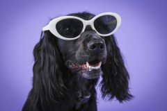020-Pet-Photography-