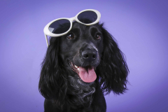021-Pet-Photography-
