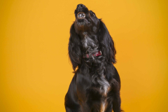 022-Pet-Photography-