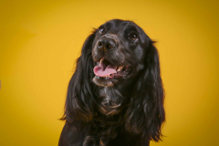 027-Pet-Photography-