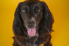 028-Pet-Photography-