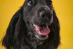 029-Pet-Photography-