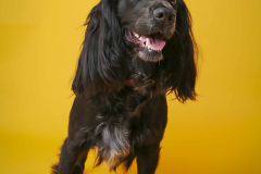 030-Pet-Photography-