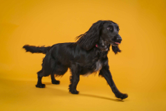 033-Pet-Photography-