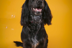 035-Pet-Photography-