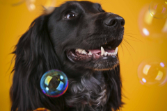 036-Pet-Photography-