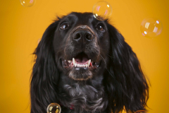 037-Pet-Photography-