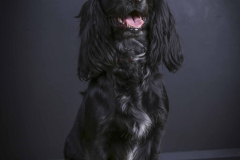 038-Pet-Photography-