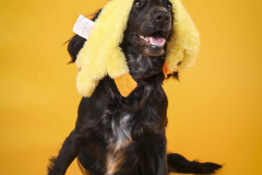043-Pet-Photography-