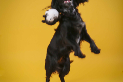 044-Pet-Photography-