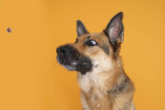 009-Dog-Photography-