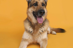 011-Dog-Photography-