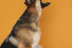 018-Dog-Photography-