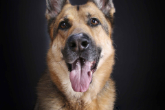071-Dog-Photography-